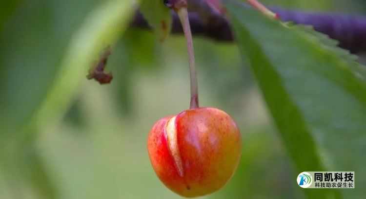 5fedc6cdca341.jpg 01.jpg