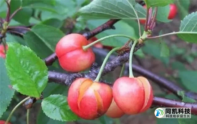 5fedc6dea1d8f.jpg 03.jpg